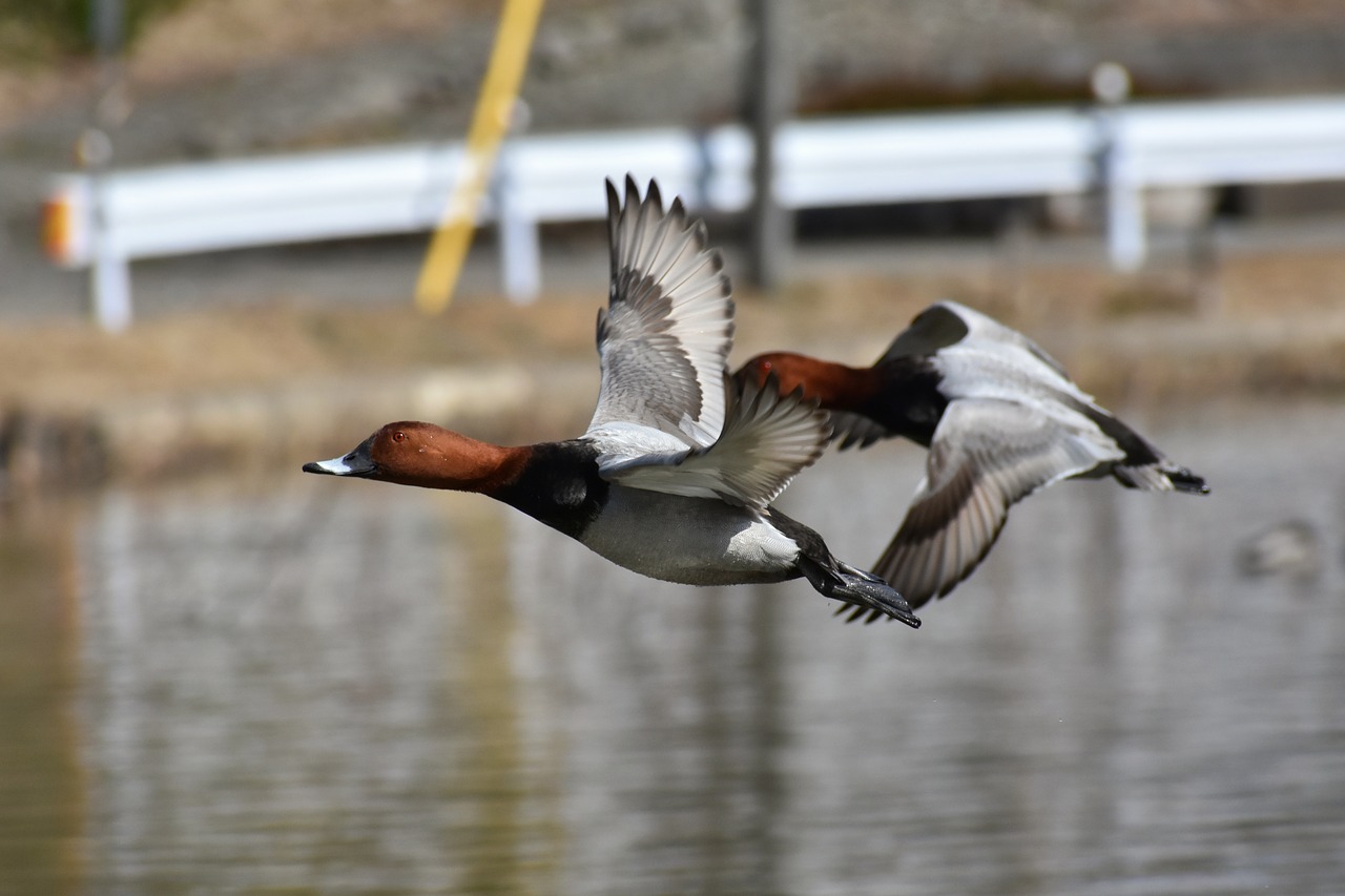 animal lake waterside free photo