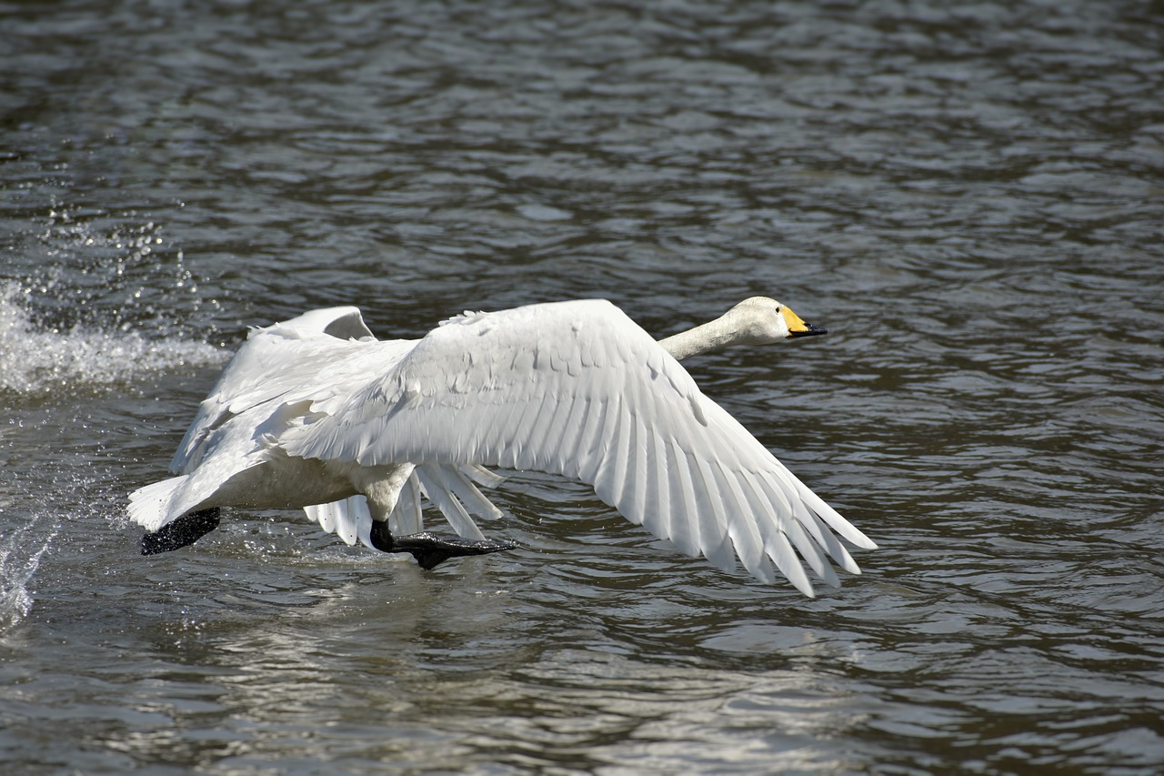 animal lake waterside free photo