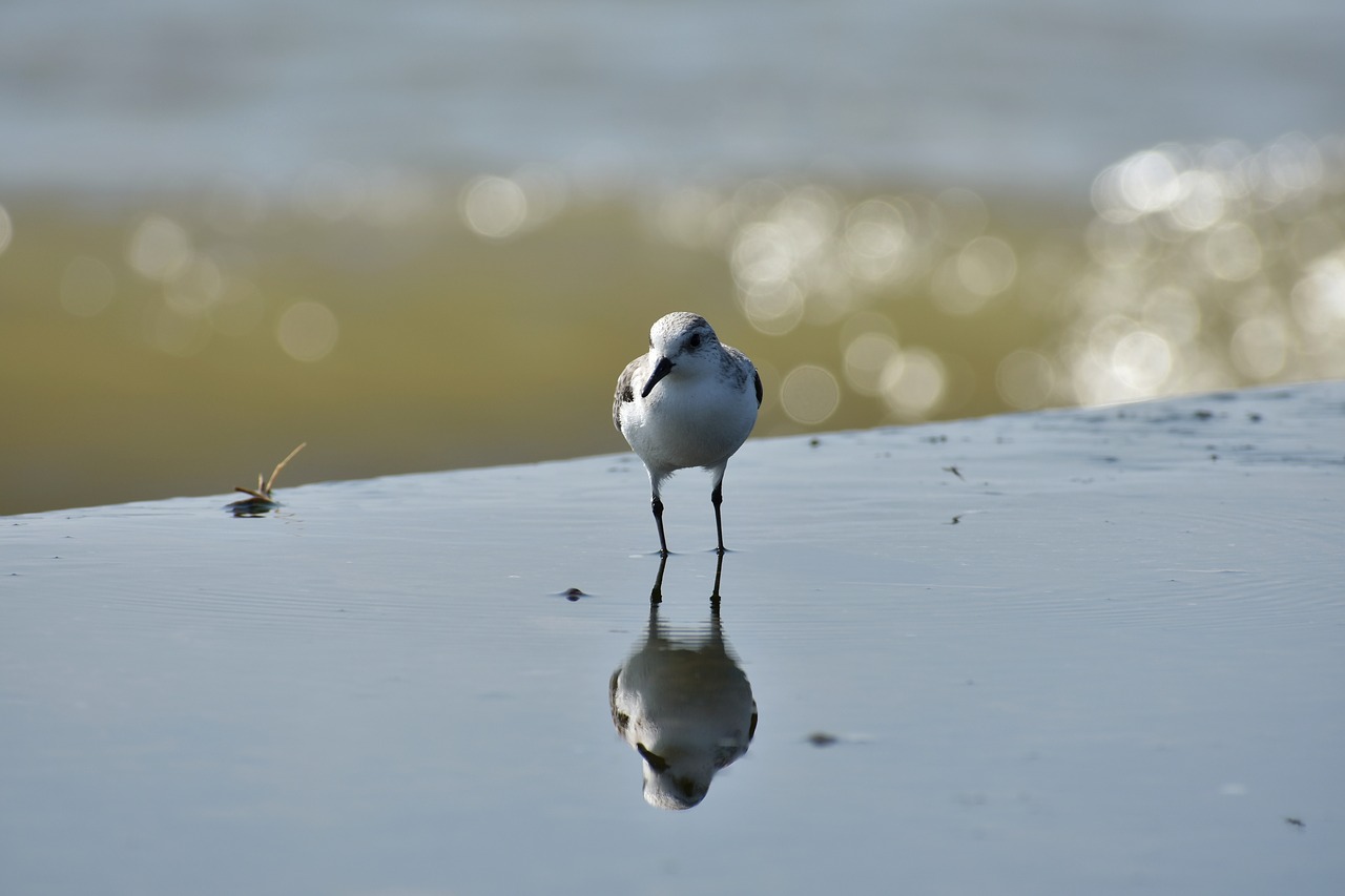 animal sea beach free photo