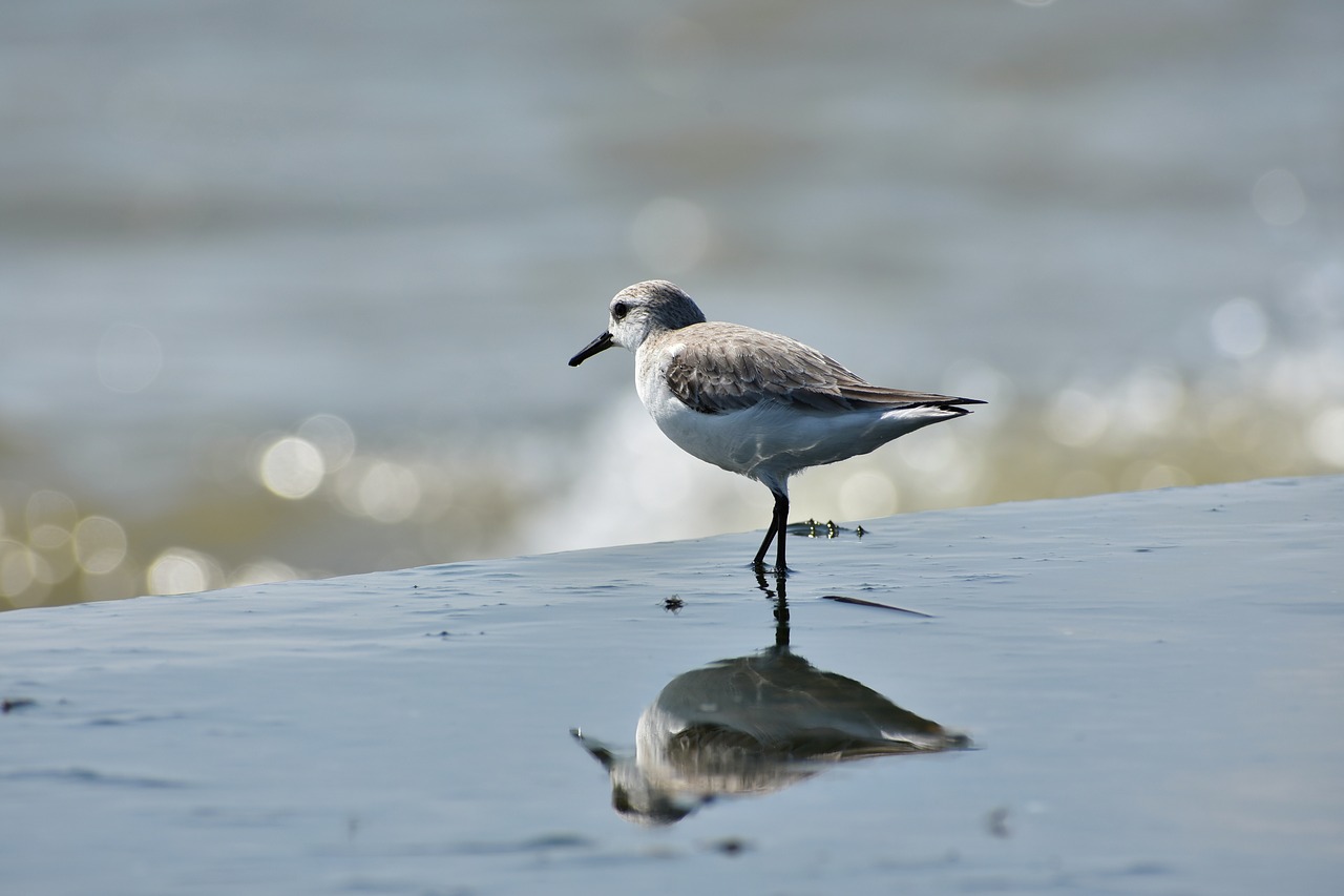 animal sea beach free photo