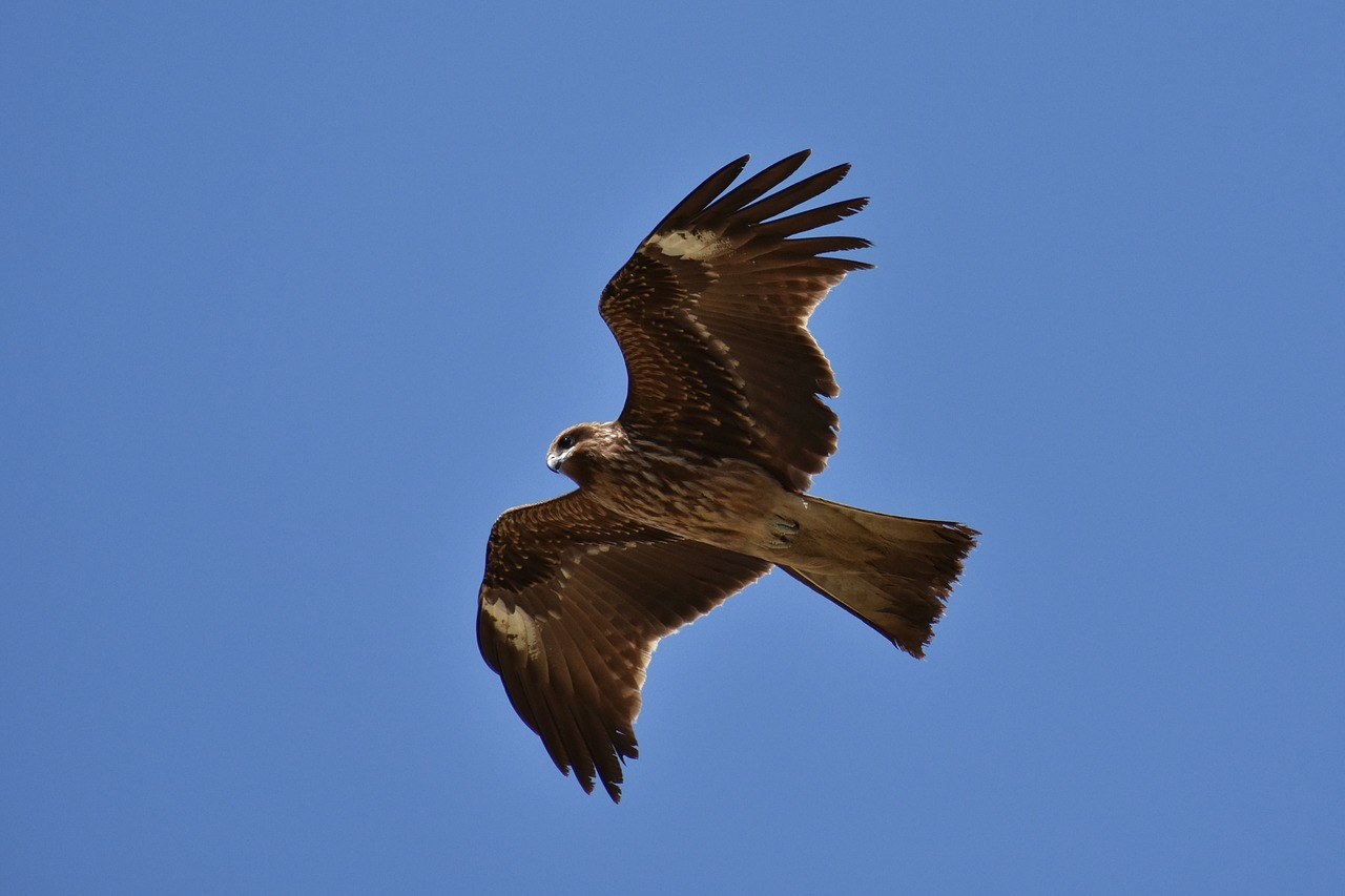 animal sky bird free photo