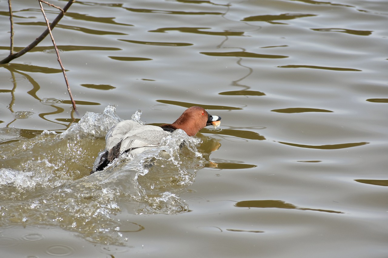 animal lake waterside free photo