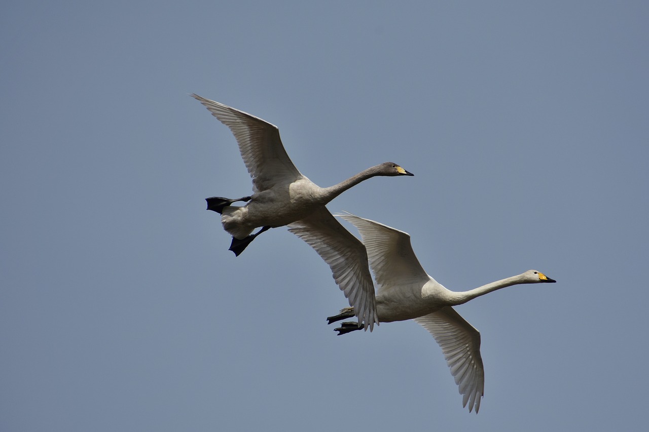 animal sky bird free photo