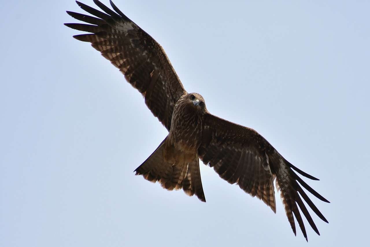 animal sky bird free photo