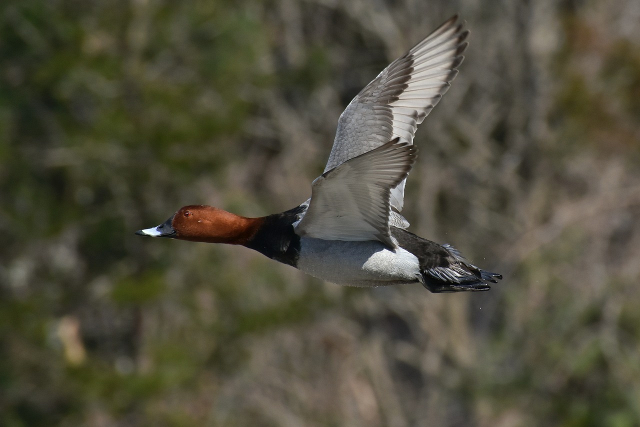 animal waterside bird free photo