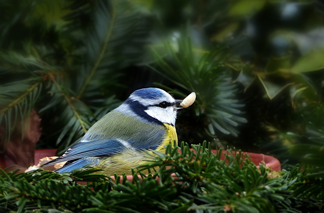 animal bird tit free photo