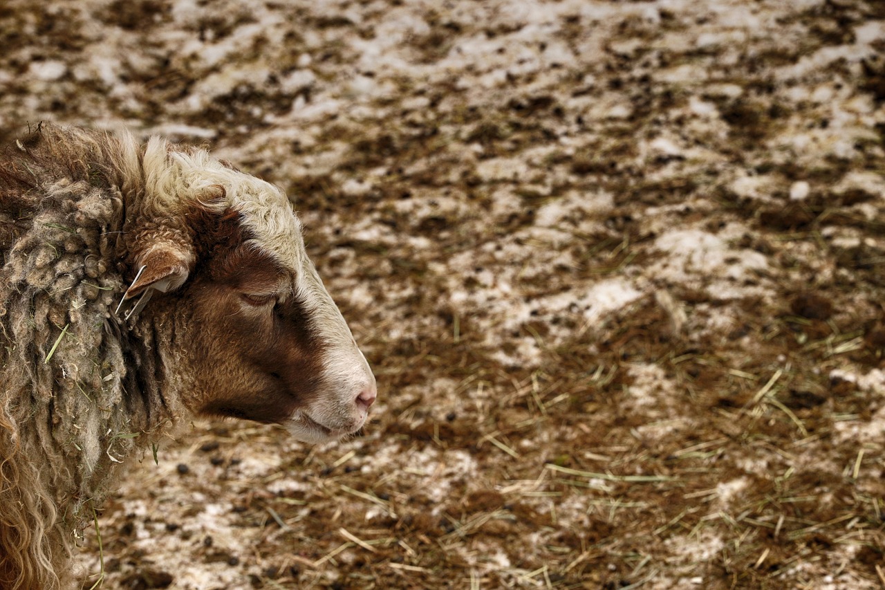 animal nature sheep free photo