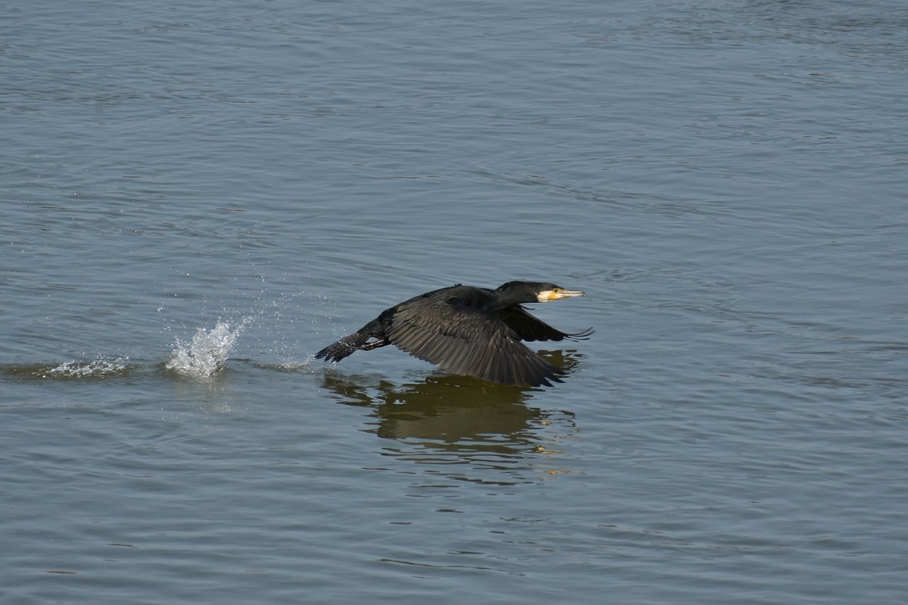 animal river waterside free photo