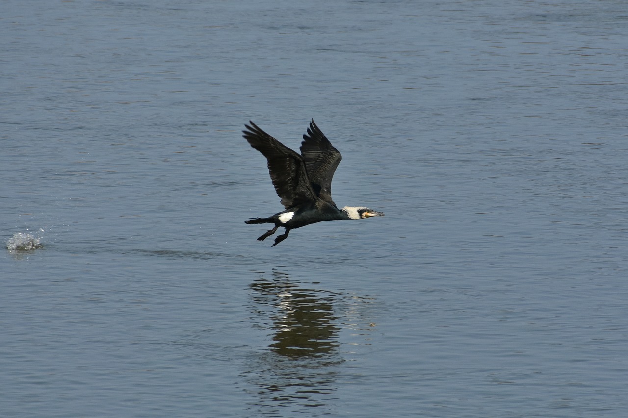 animal river waterside free photo