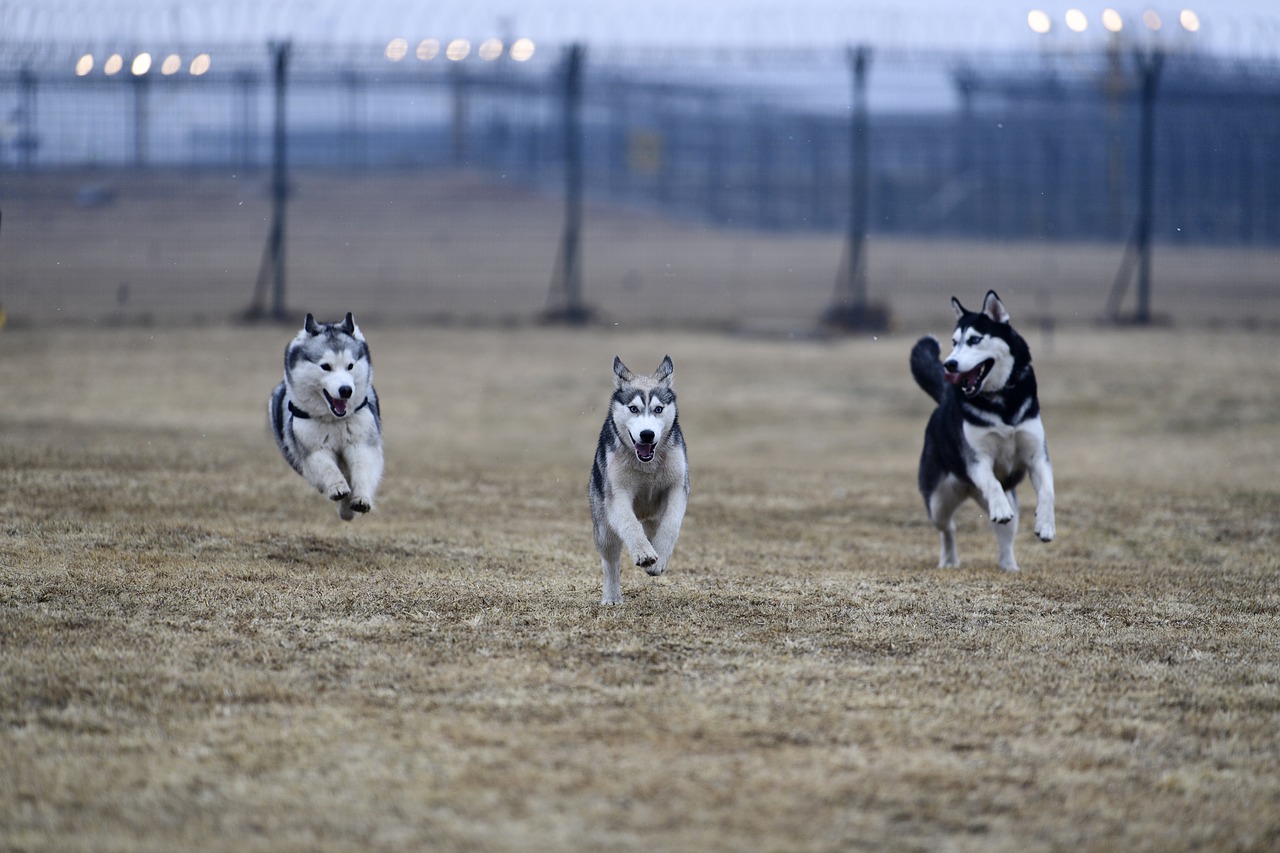 animal field mammal free photo