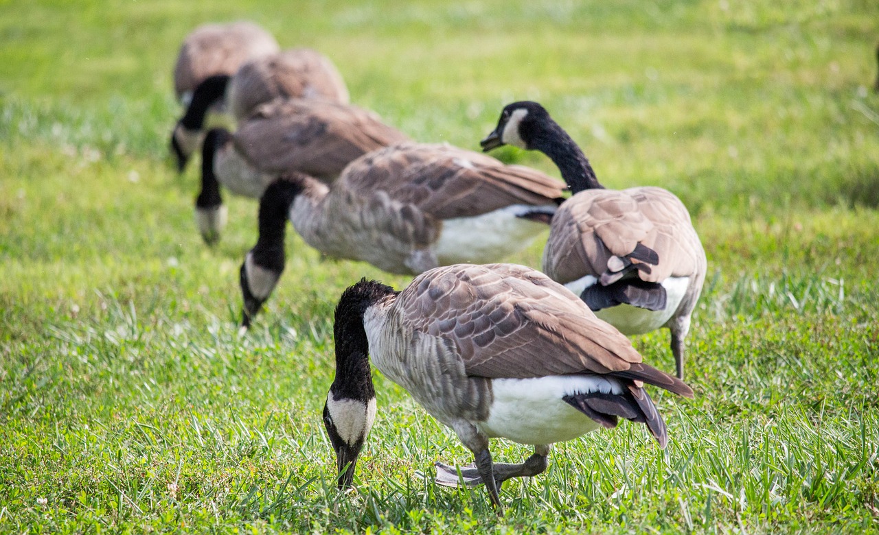 animal grass wildlife free photo