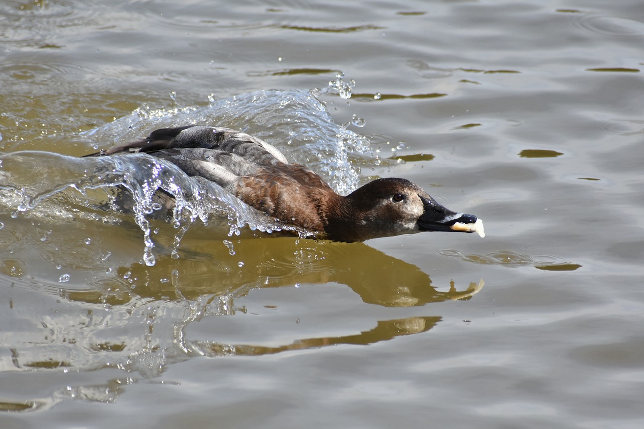 animal lake waterside free photo