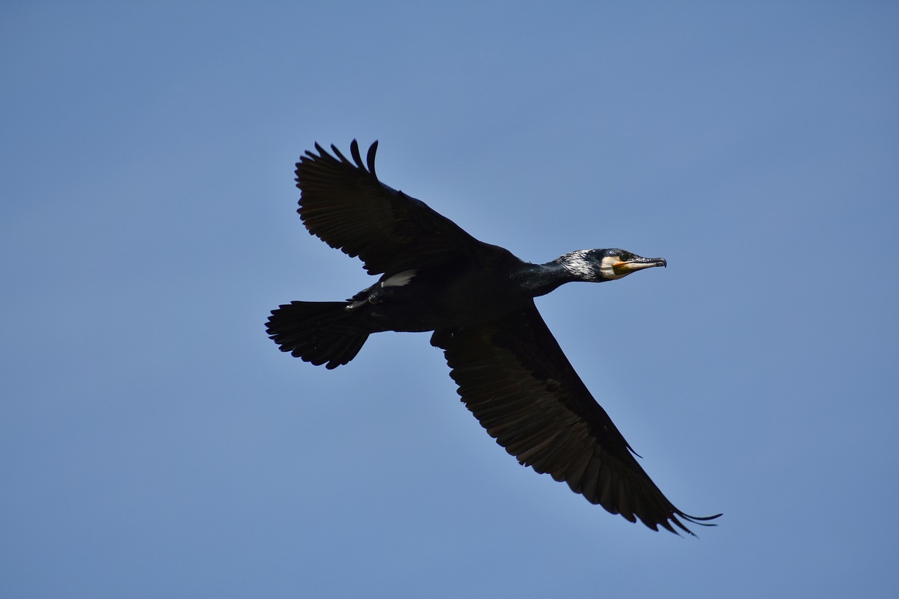 animal sky bird free photo