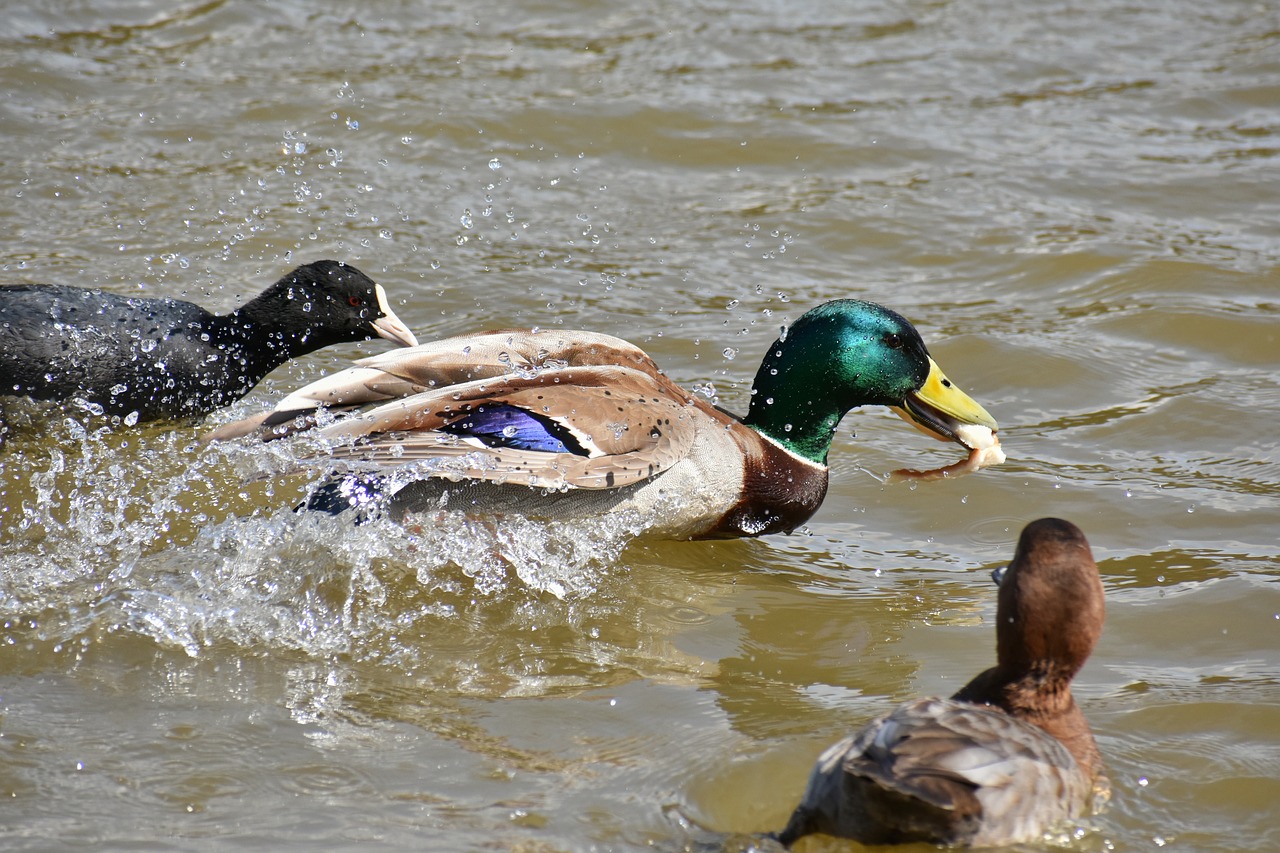 animal lake waterside free photo