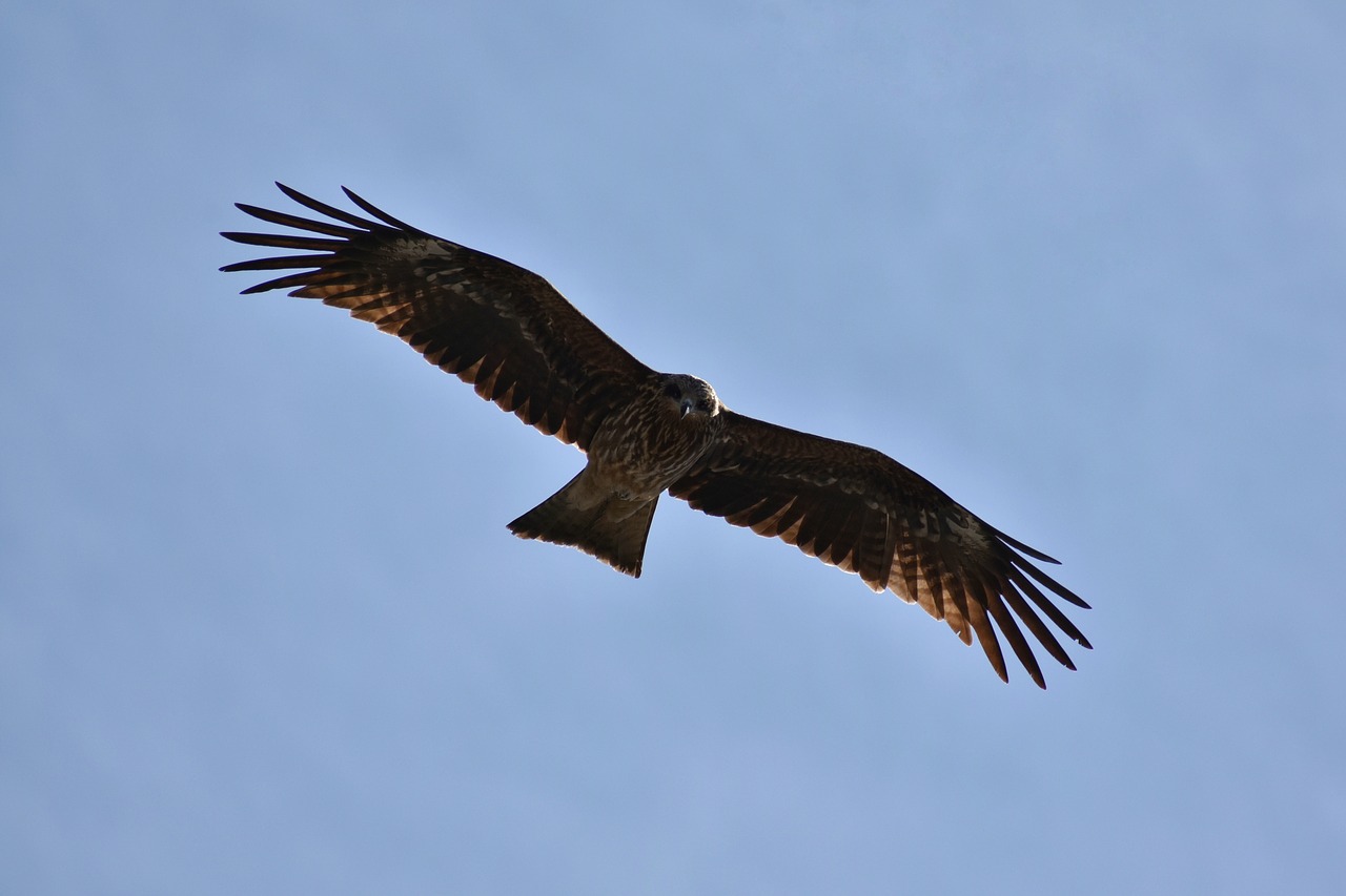 animal sky bird free photo