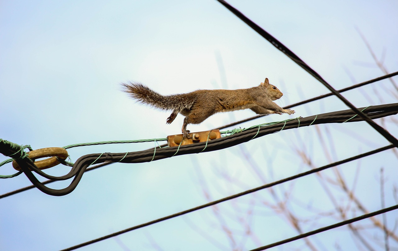 animal nature tail free photo