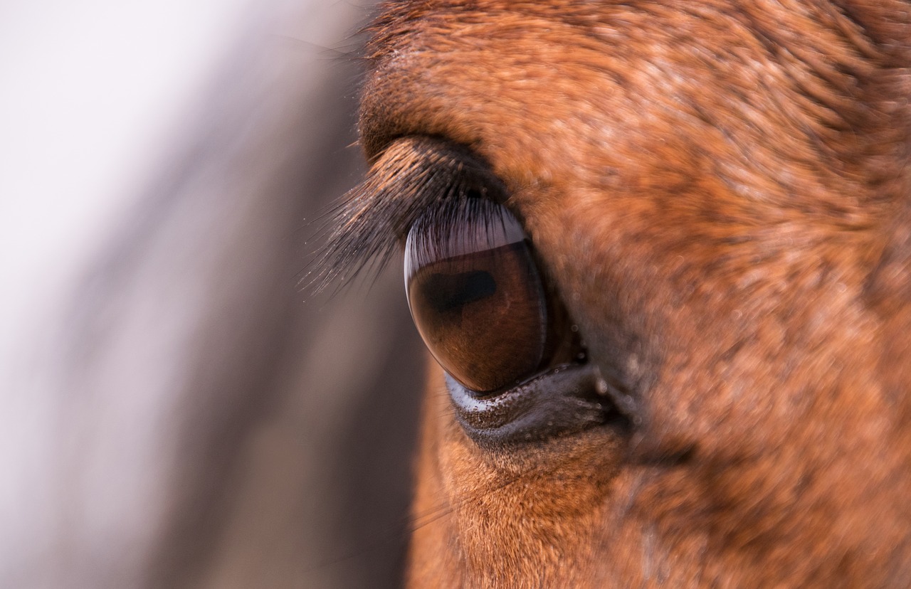 animal animal world portrait free photo