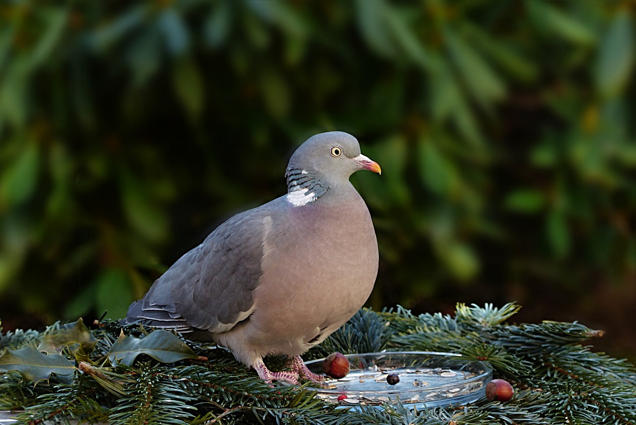 animal bird dove free photo