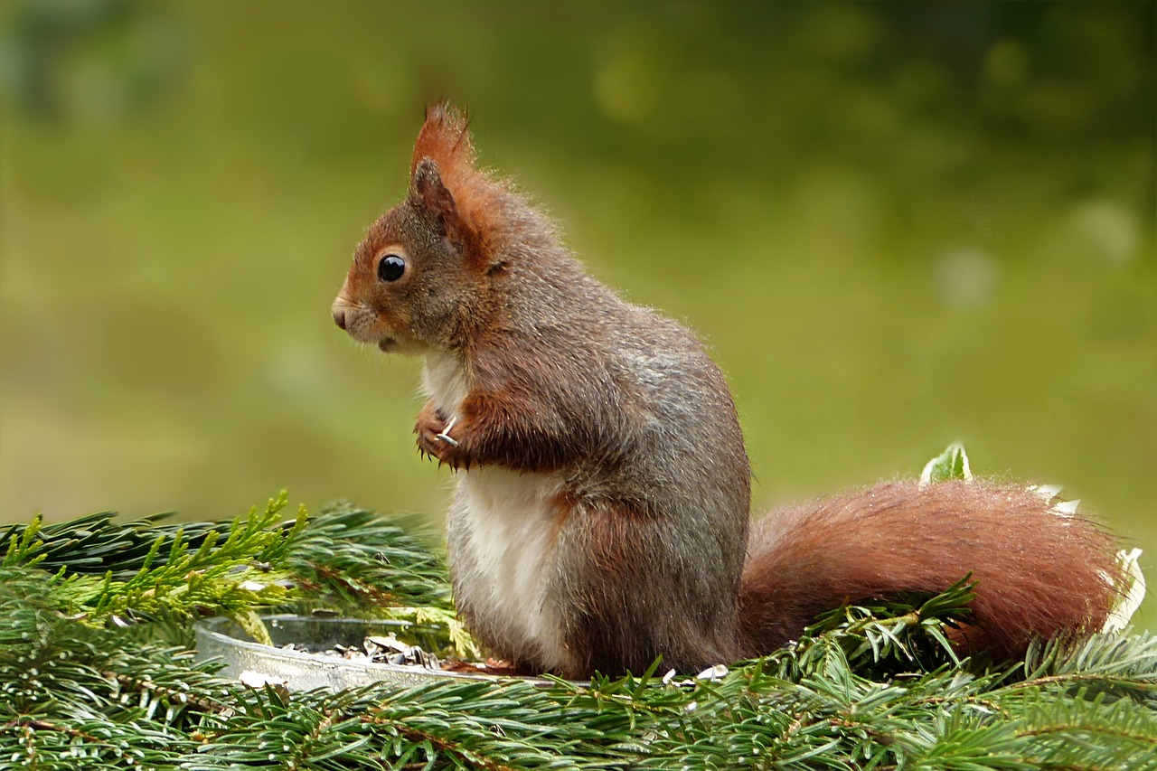 animal squirrel sciurus vulgaris free photo