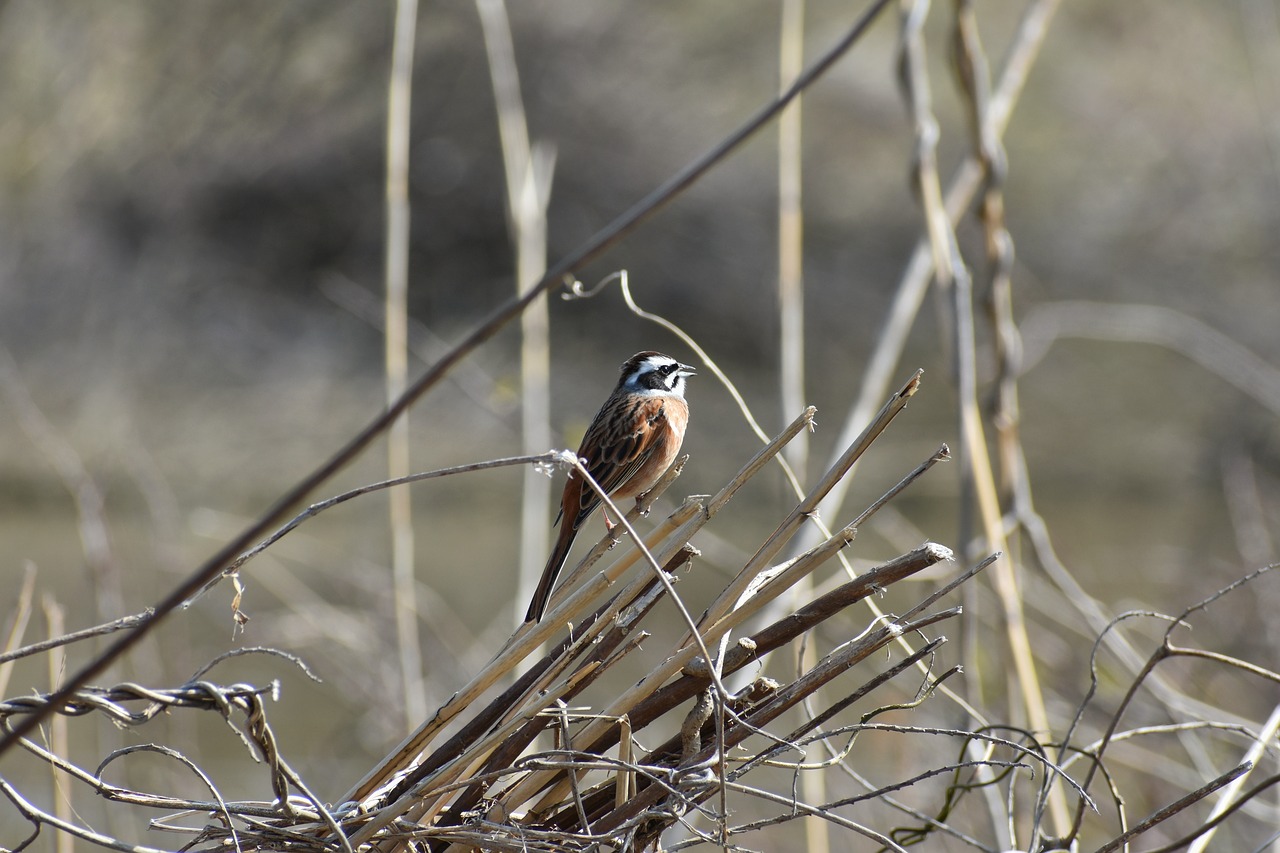 animal grass bird free photo