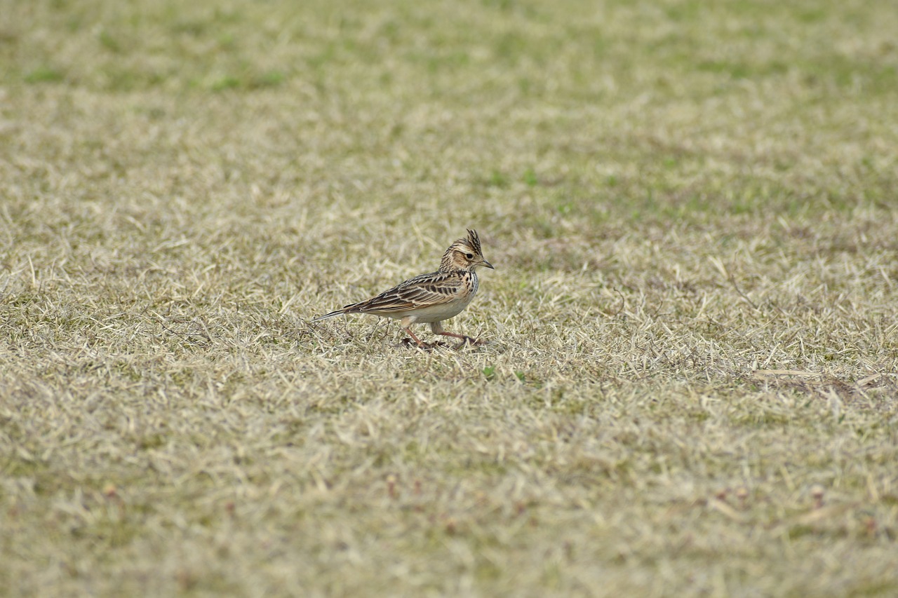 animal park grass free photo