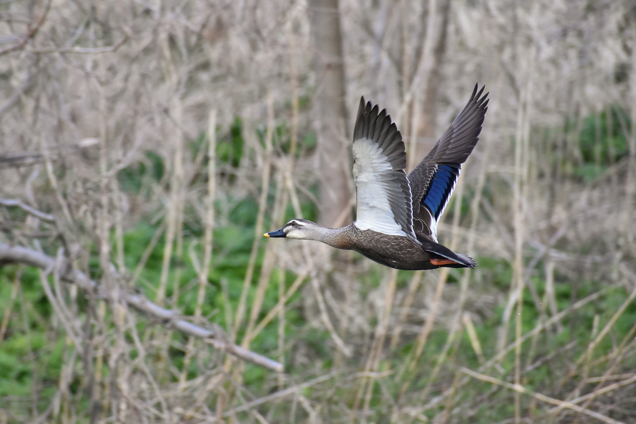 animal river waterside free photo