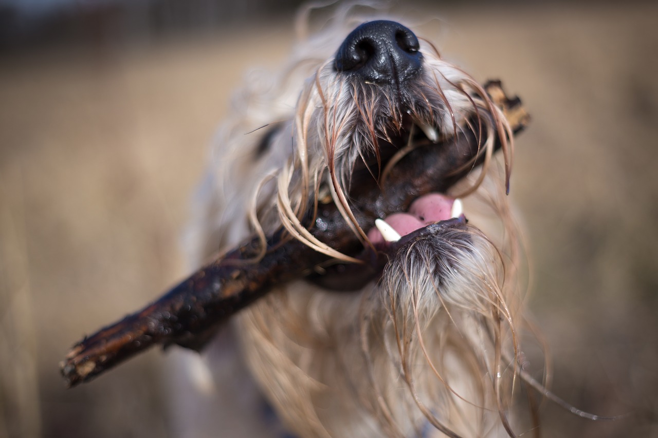 animal dog claws free photo