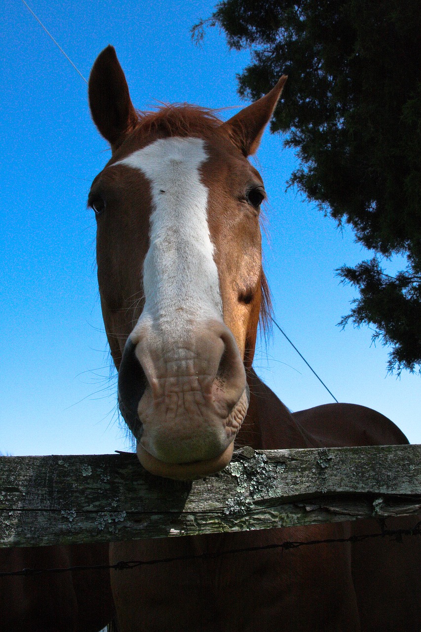 animal nature horse free photo