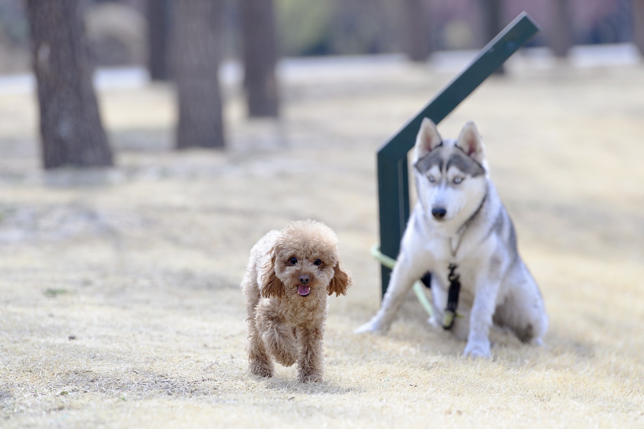 animal dog cute free photo