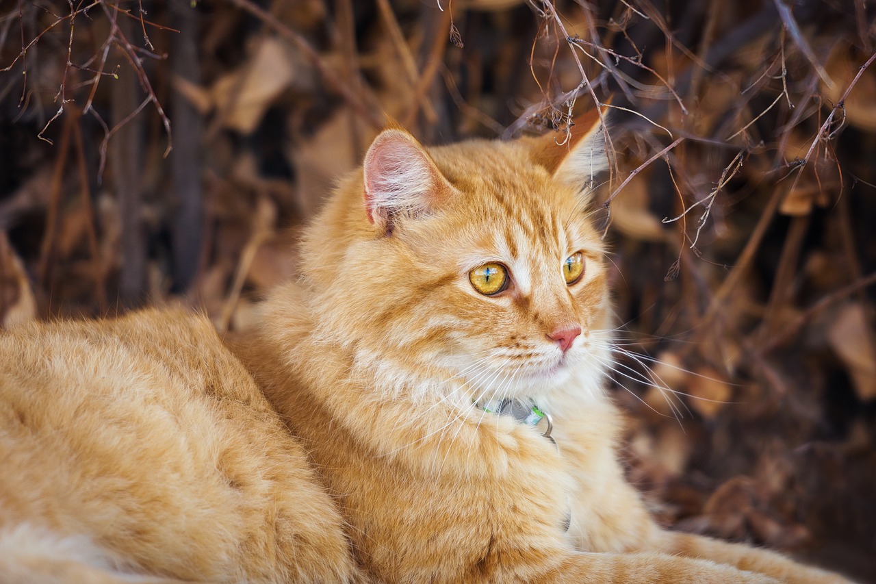 animal nature cat free photo