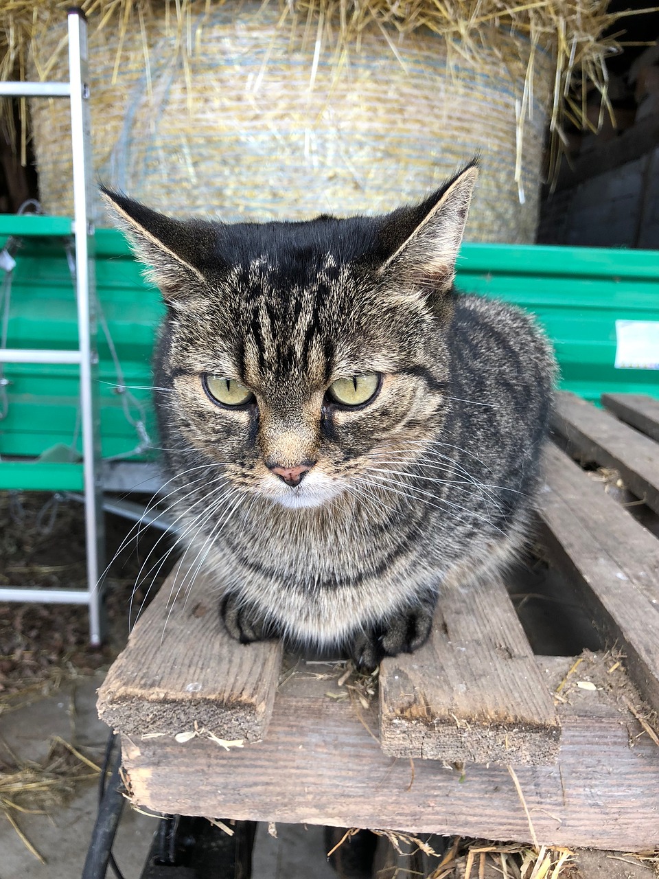 animal portrait cat free photo