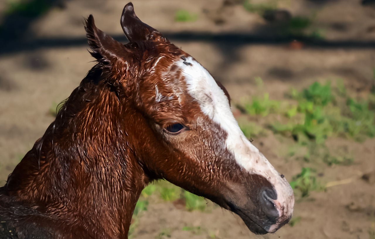 animal equine foal free photo