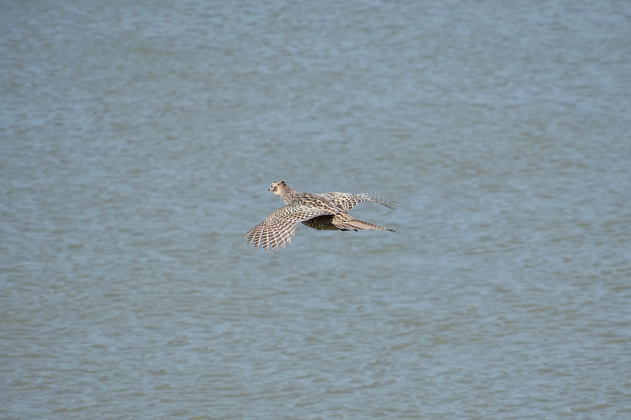 animal river bird free photo