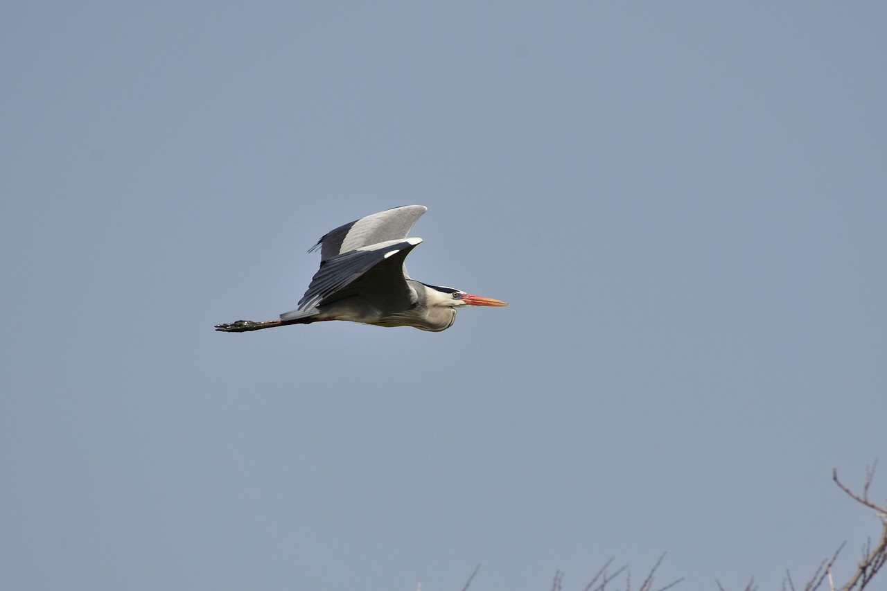 animal bird wild birds free photo