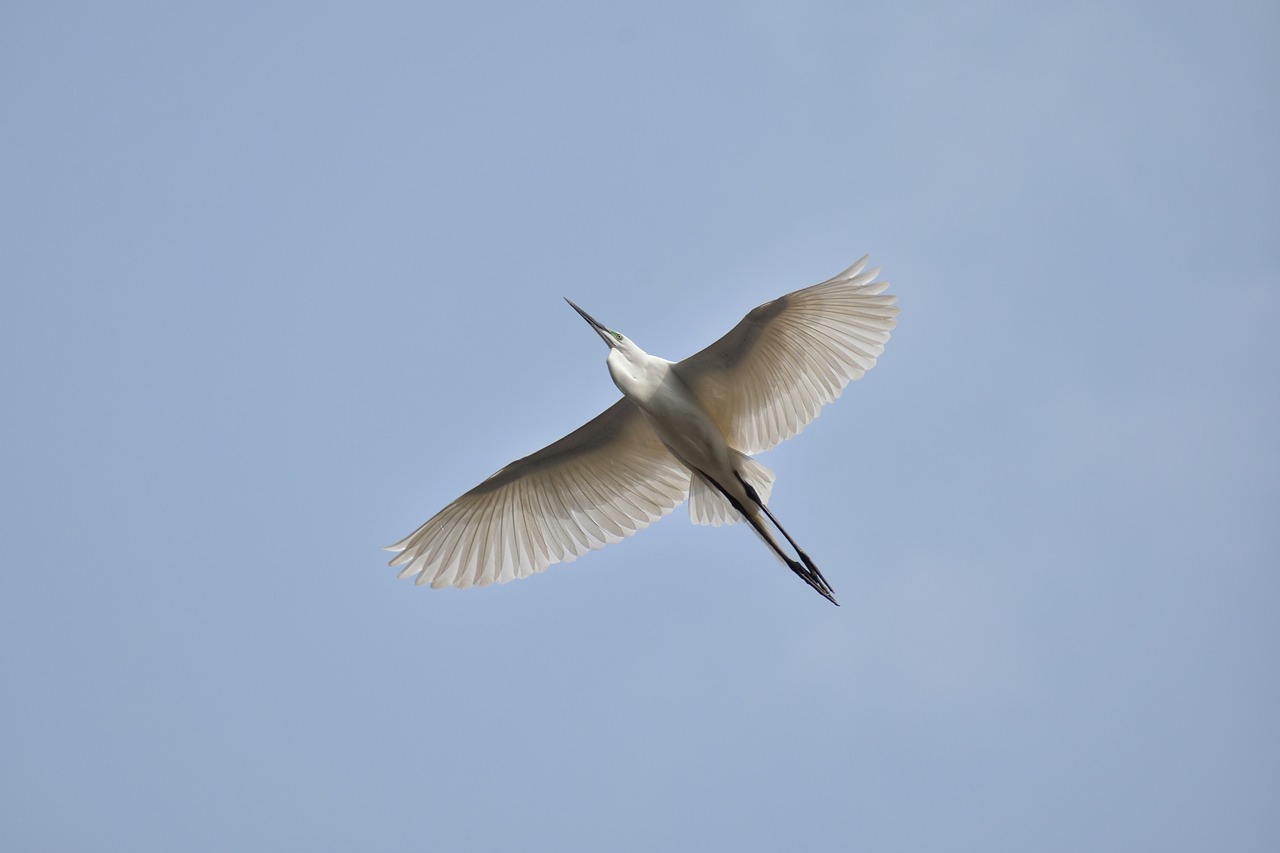 animal sky bird free photo