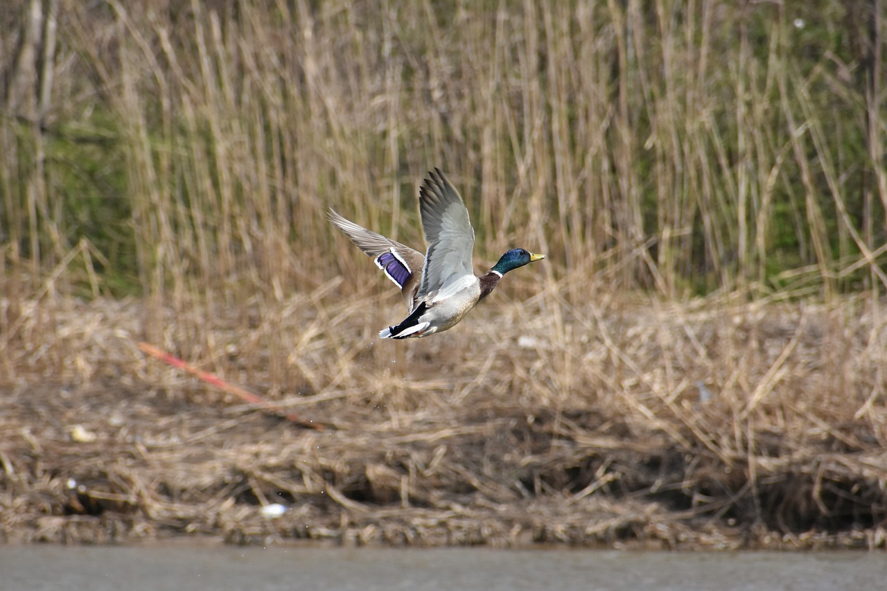 animal river waterside free photo