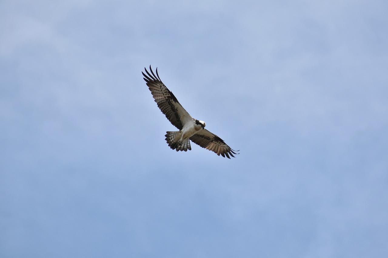 animal sky bird free photo