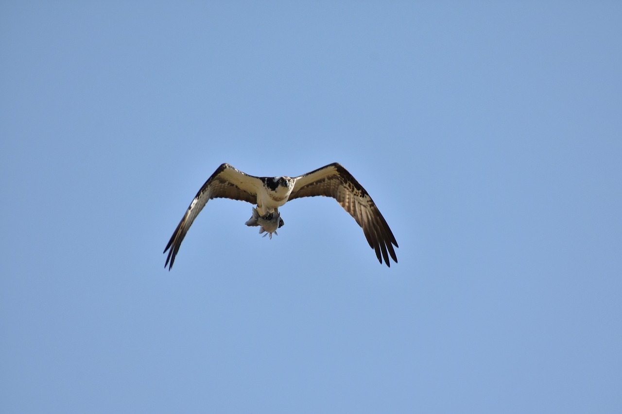 animal sky bird free photo