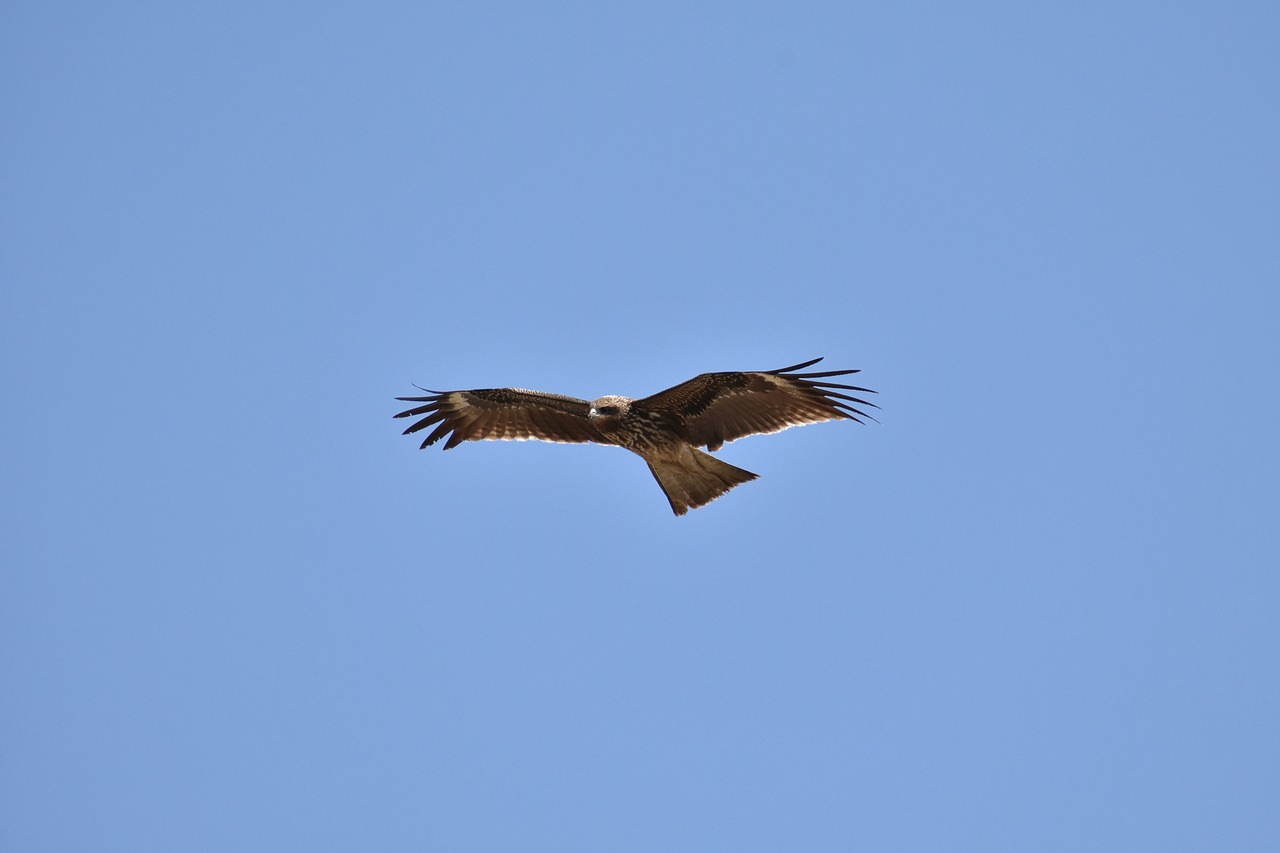 animal sky bird free photo