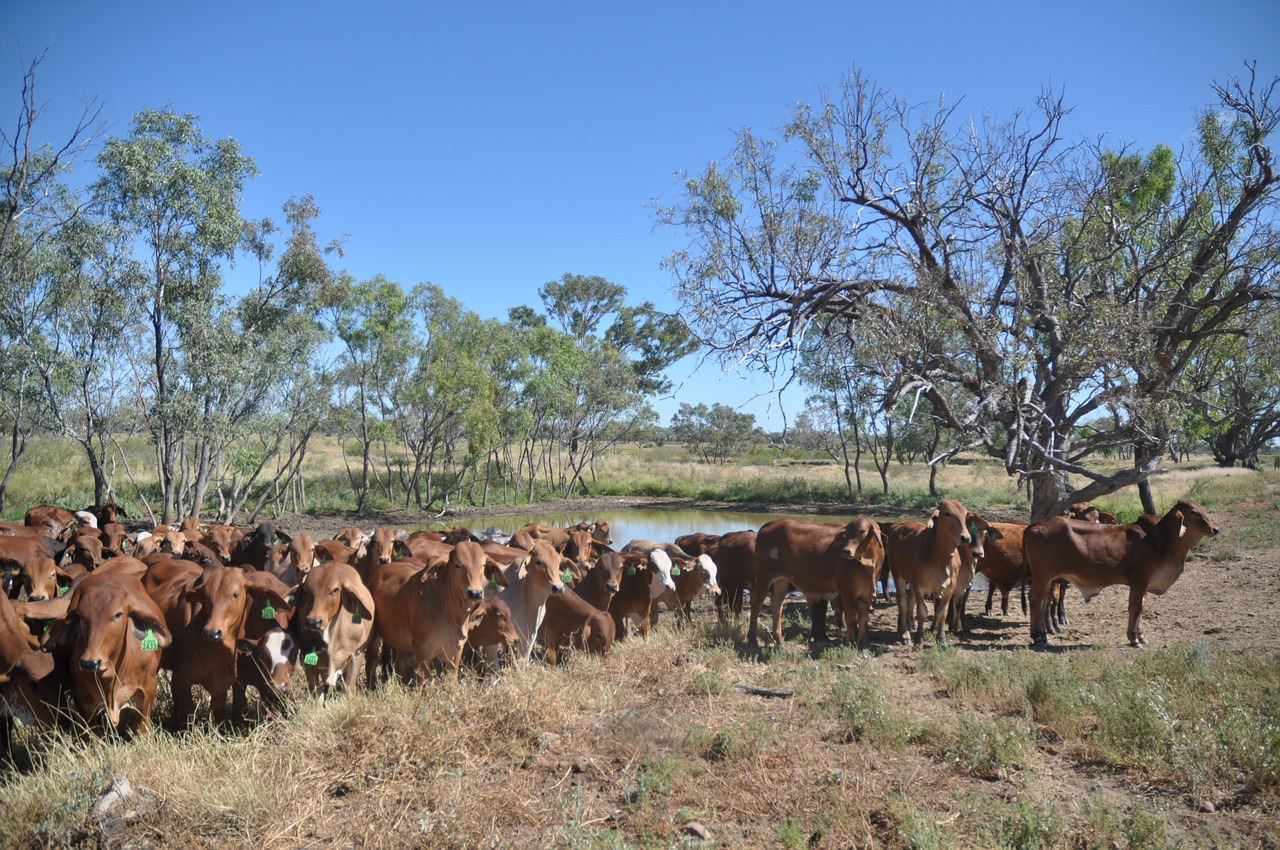 animal herd nature free photo