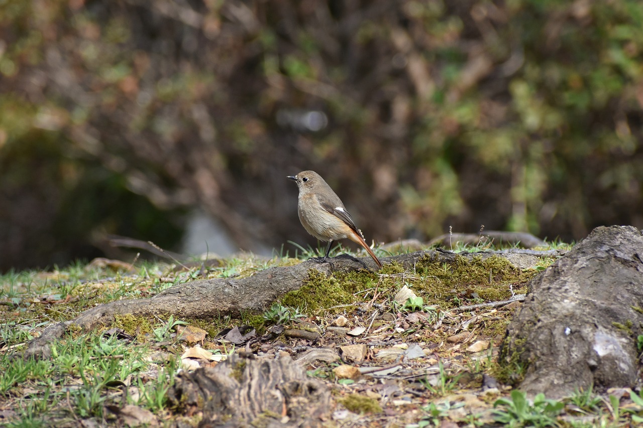 animal grass rock free photo