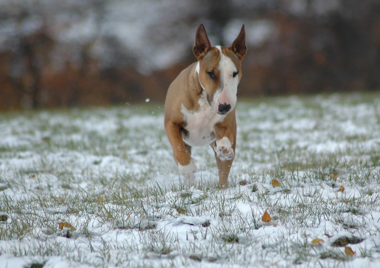 animal nature winter free photo