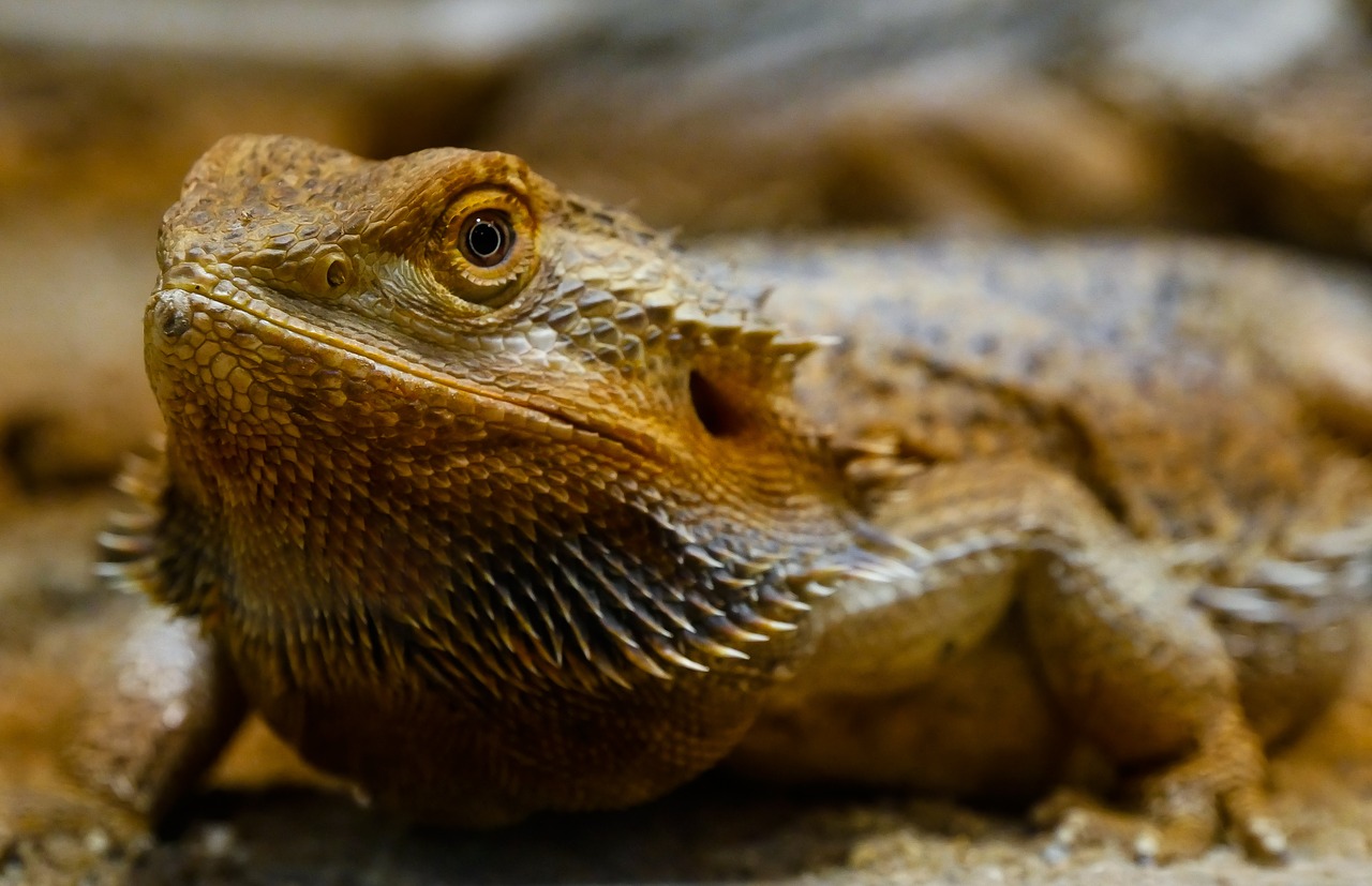 animal  lizard  agame free photo