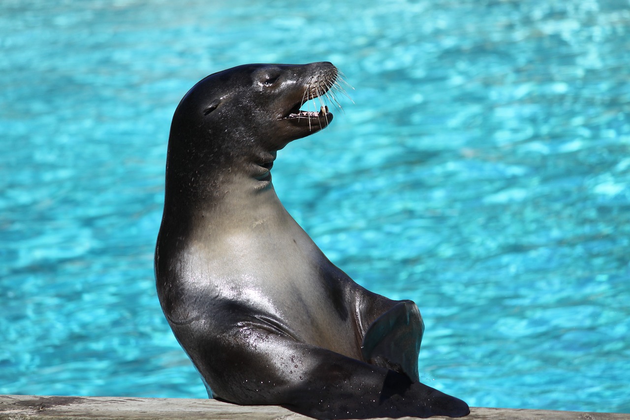 animal  body of water  swim free photo