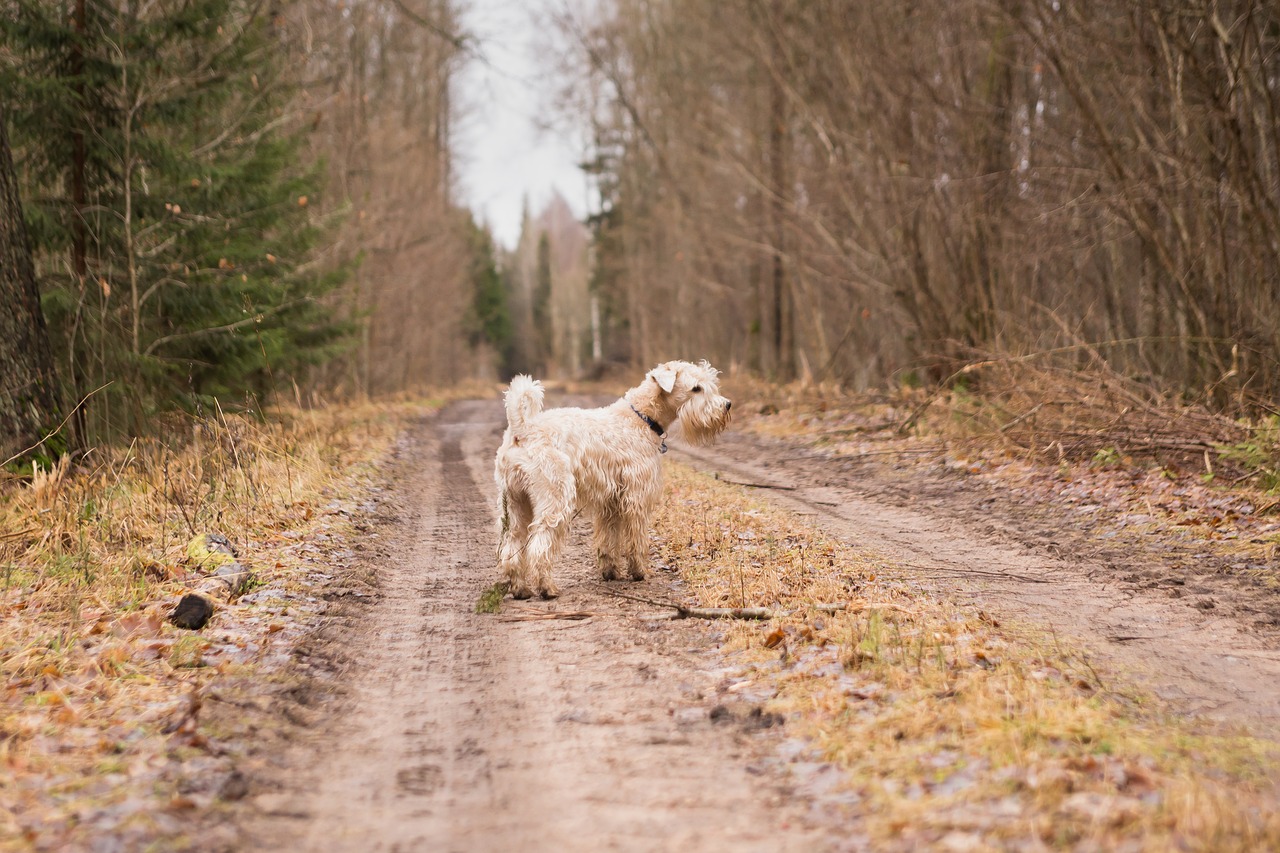 animal  dog  road free photo