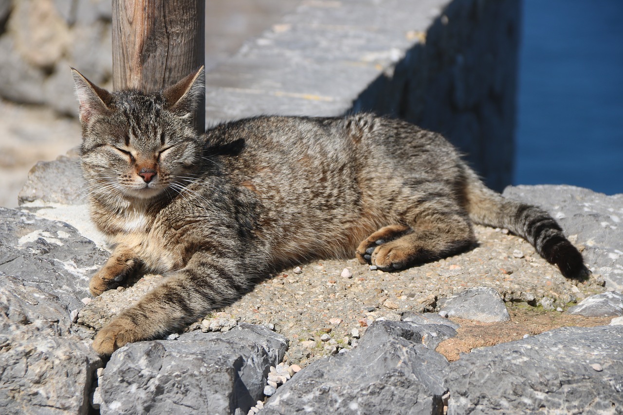 animal  cat  nature free photo