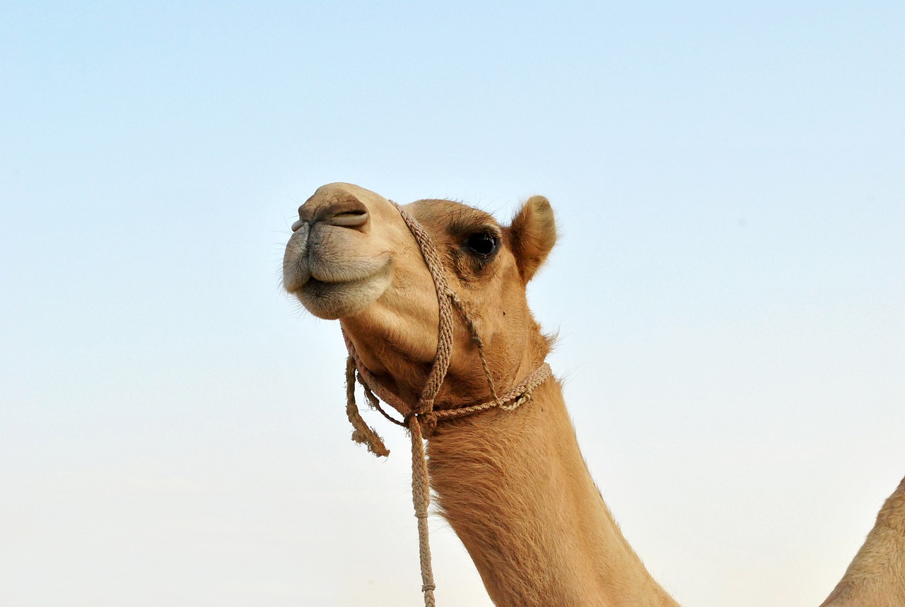 animal  camel  mammal free photo