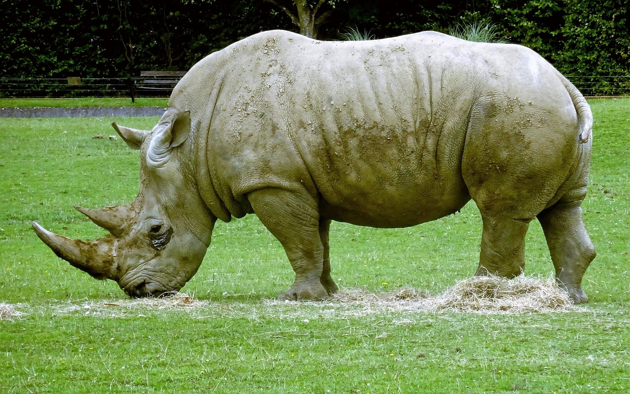 animal  grass  rhinoceros free photo