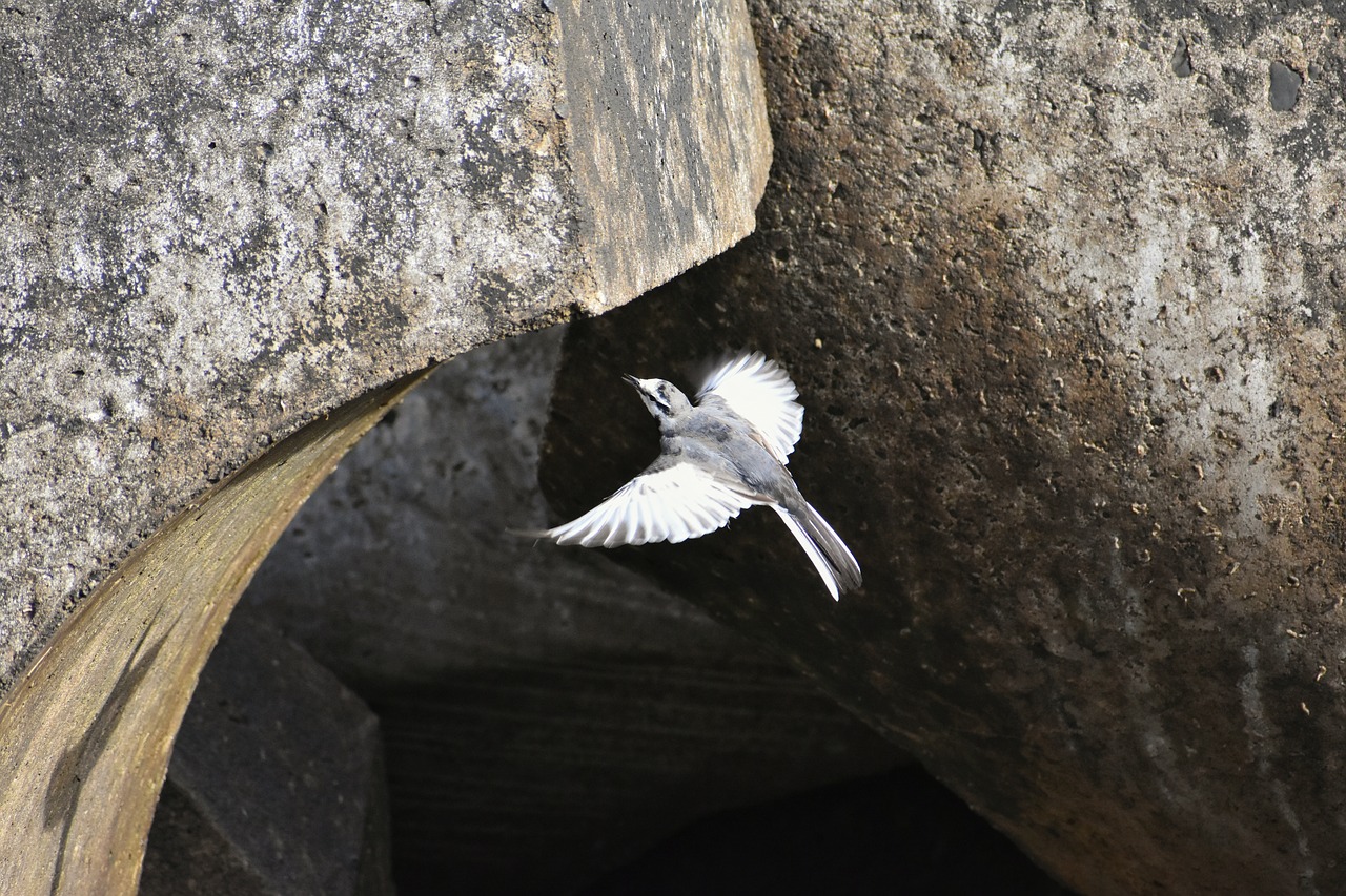 animal  sea  beach free photo