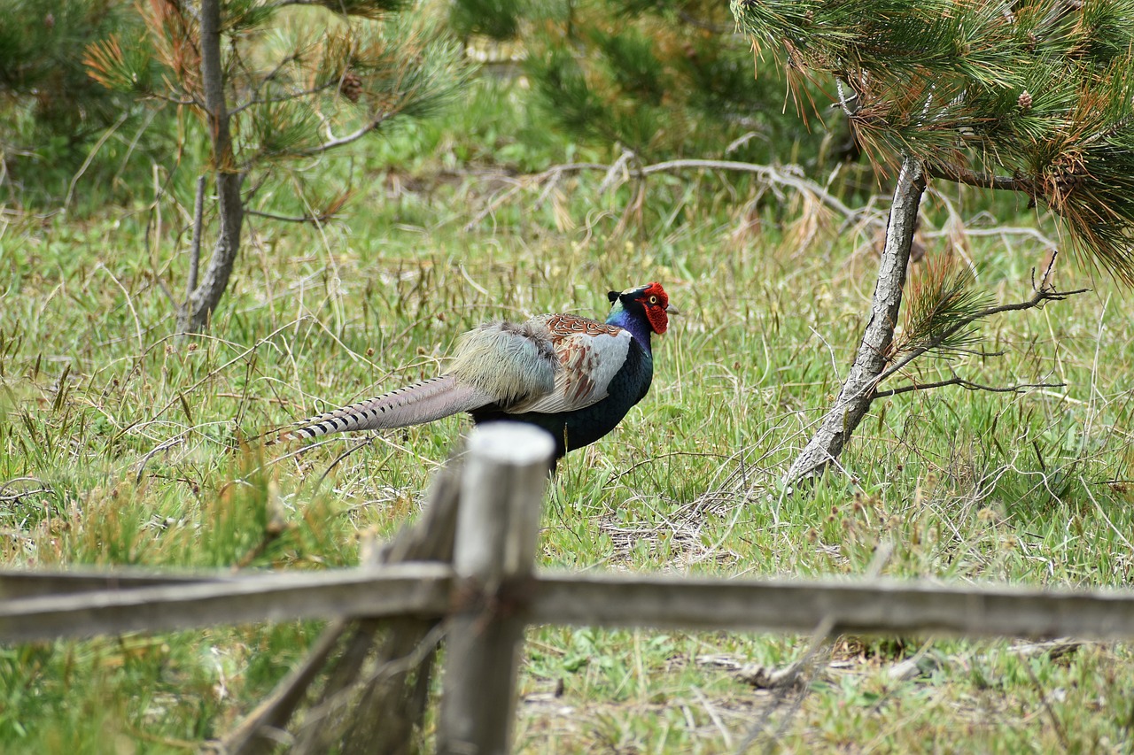 Bird woods